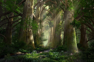 Cathedral of Woods