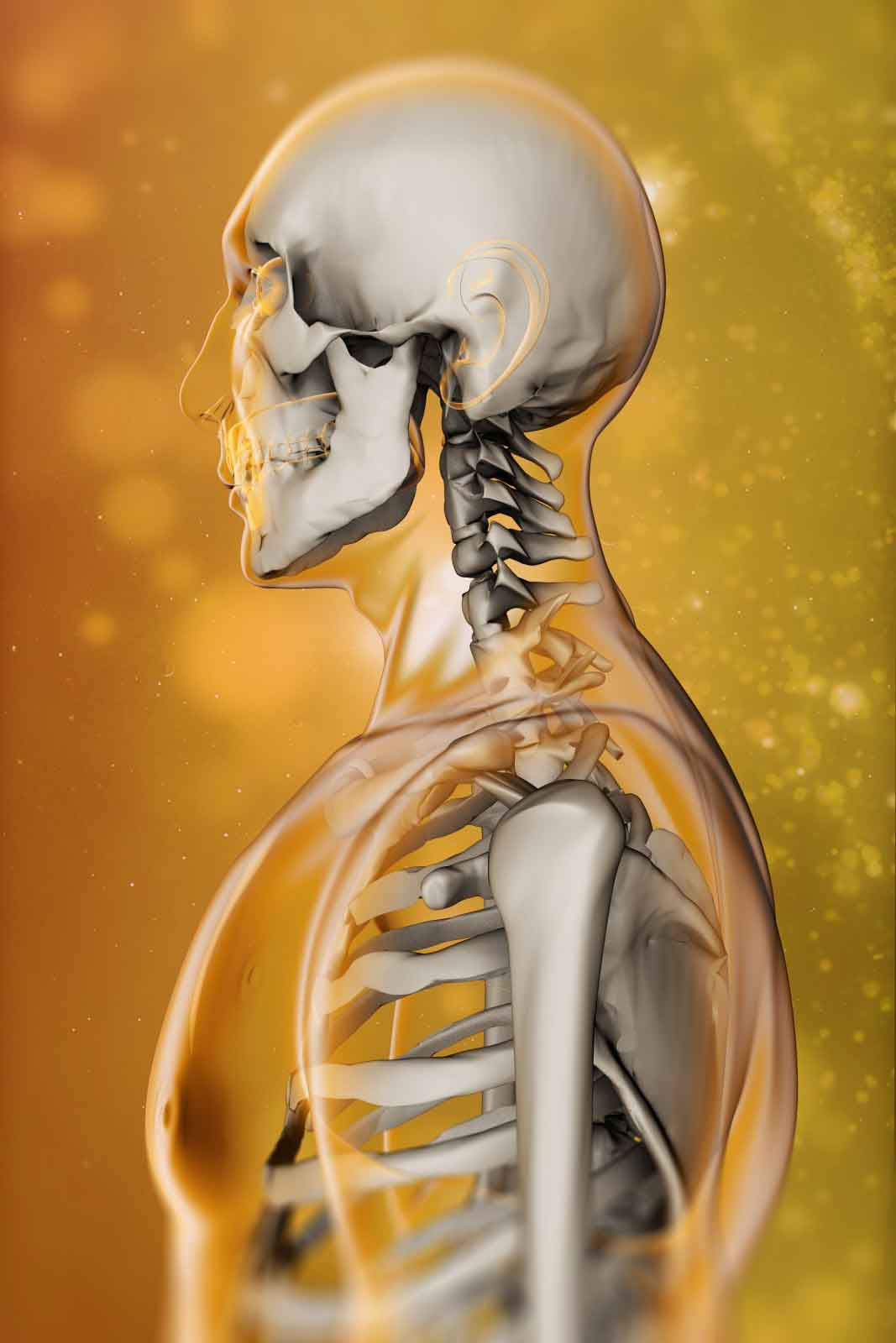 Human Skeleton